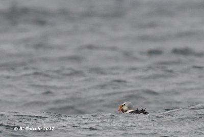 Koningseider - King Eider - Somateria spectabilis