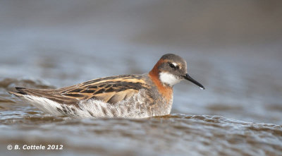 Grauwe Franjepoot - Red-necked Phalarope - Phalaropus lobatus