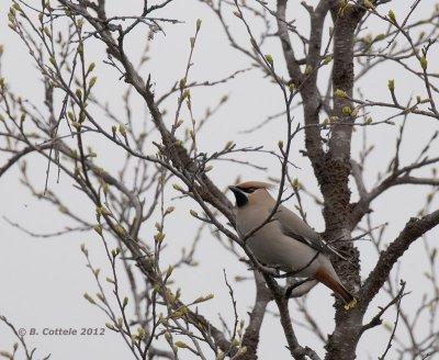 Pestvogel - Bohemian Waxwing - Bombycilla garrulus