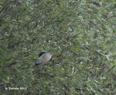 Woudaap - Little Bittern - Ixobrychus minutus