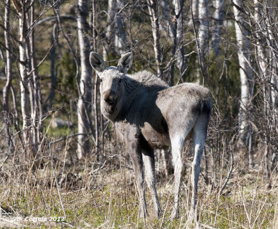 Eland - Eurasian Elk - Alces alces