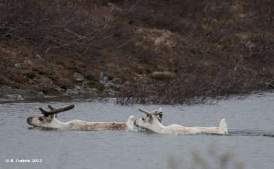 Rendier - Reindeer - Rangifer tarandus