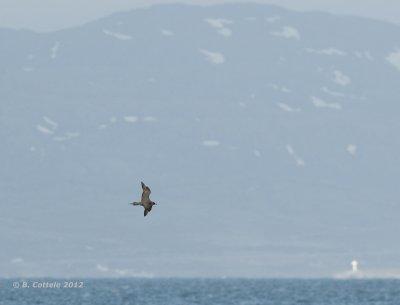 Kleine Jager - Arctic Jaeger - Stercorarius parasiticus