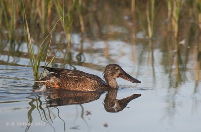 Slobeend - Northern Shoveler - Anas clypeata