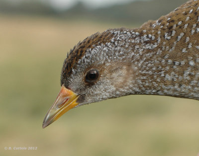 Porseleinhoen - Spotted Crake - Porzana porzana