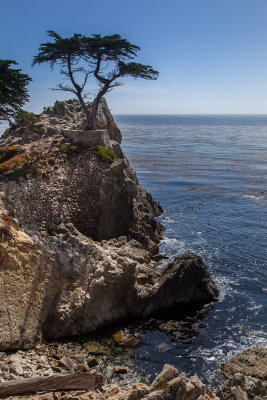 The Lone Cypress #2