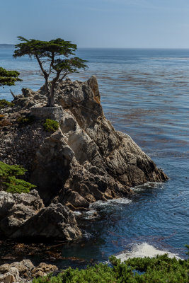 The Lone Cypress #1