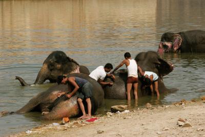 Washing Elephants