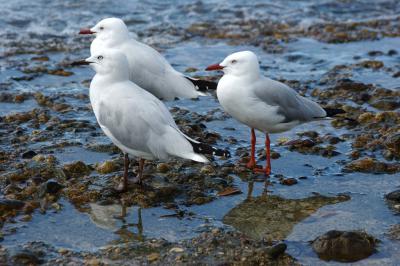 Seagulls