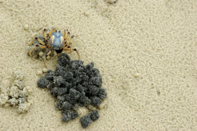 Blue Crab #2