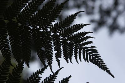 Ferns #4