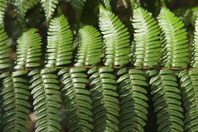 Ferns #2