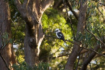 Kookaburra #2