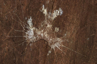 Funnel web spider's web