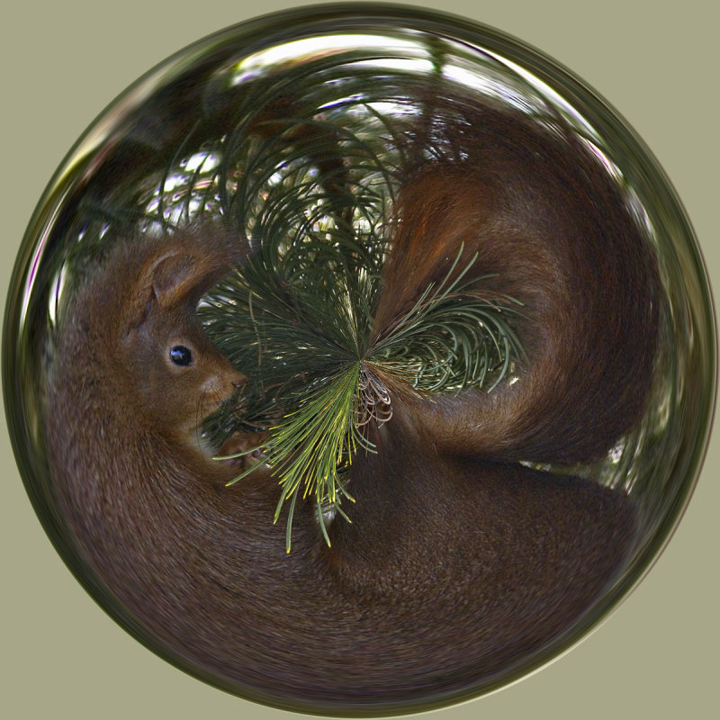 A squirrel in a bowl