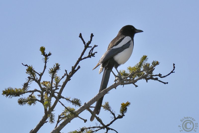 Magpie (Pica pica)