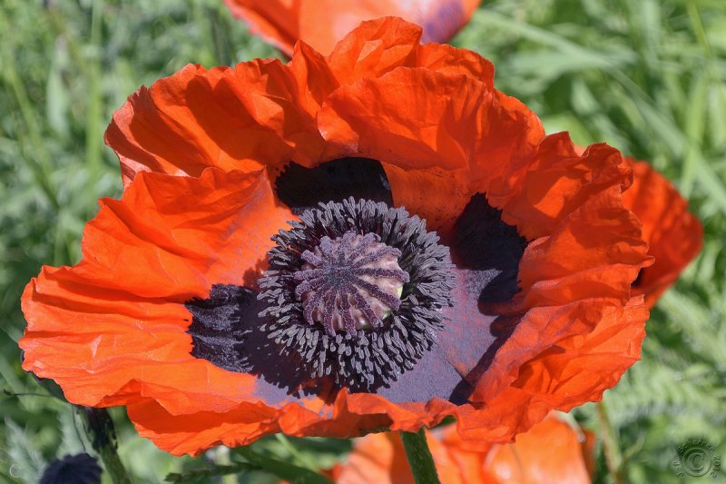 Oriental Poppy (Papaver Orientale)