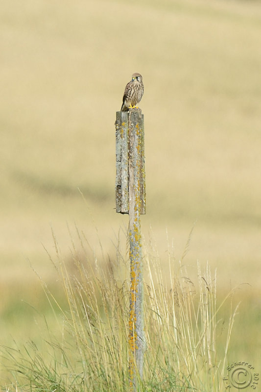 Common Kestrel (Falco tinnunculus)