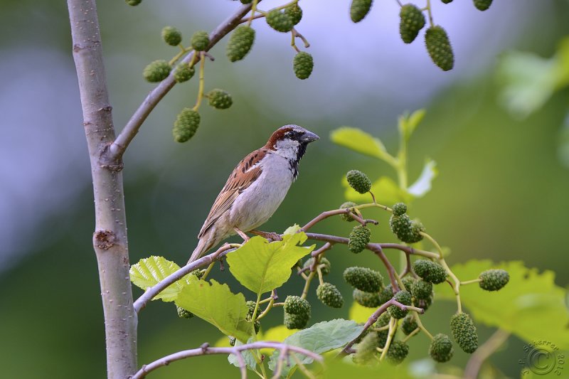House Sparrow (Passer domesticus)