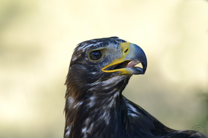  Golden Eagle (Aquila Chrysaetos)