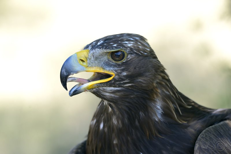  Golden Eagle (Aquila Chrysaetos)