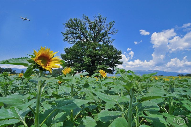 ...in the fields