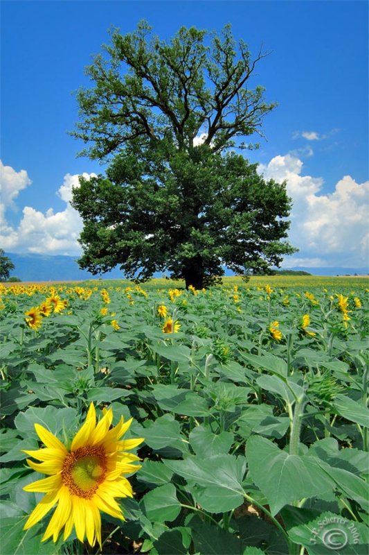 ...in the fields