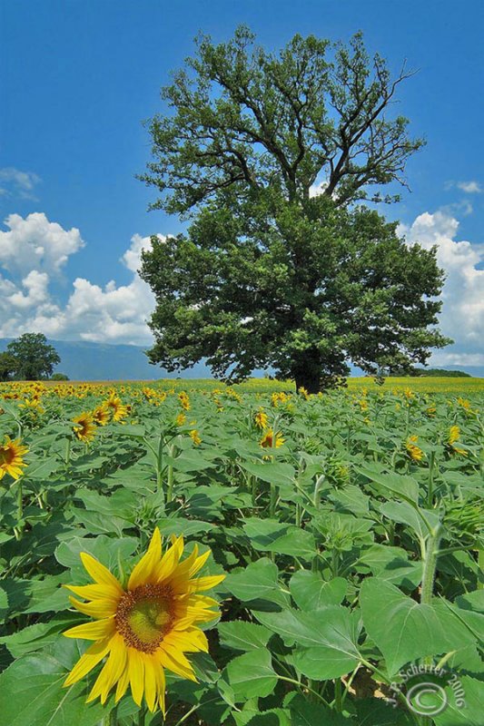 ...in the fields