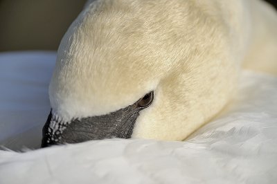 Mute Swan (Cygnus Olor)