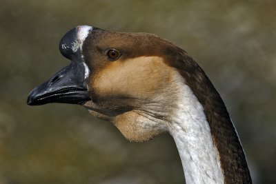 Swan Goose (Anser Cygnoides)