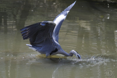 Grey heron (Ardea cinerea)