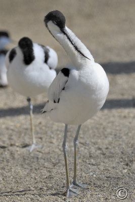 Pied Avocet (Recurvirostra Avosetta)