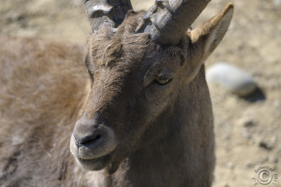 Male Alpine Ibex (Capra Ibex) ...also named bouquetin