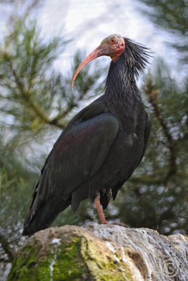 Northern Bald Ibis (Geronticus Eremita)