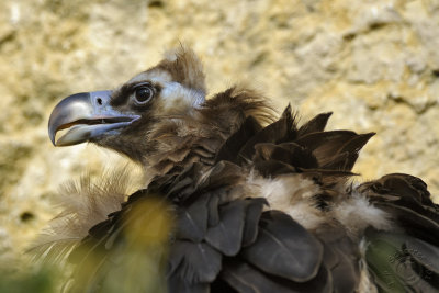 Cinereous Vulture (Aegypius Monachus)