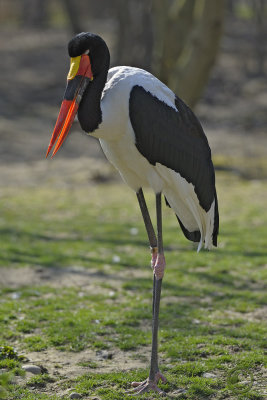 Saddle-Billed Stork (Ephippiorhynchus Senegalensis)