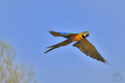 Blue-and-Gold Macaw (Ara ararauna)