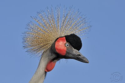 Grey Crowned Crane (Balearica Pavonina)