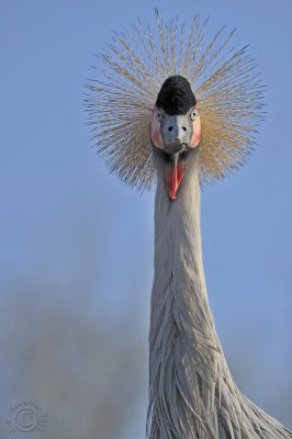 Grey Crowned Crane (Balearica Pavonina)