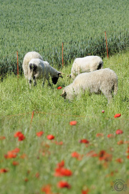 Sharp sheep in blured grasses