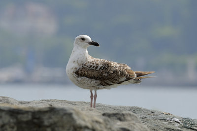 Silver gull (Chroicocephalus Novaehollandiae)