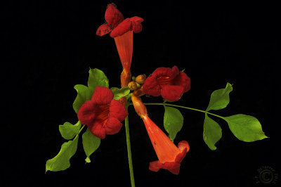 Trumpet vine flowers (Campsis Radicans)