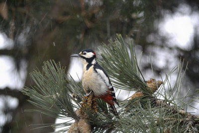 Great Spotted Woodpecker (Tendrocopos Major)