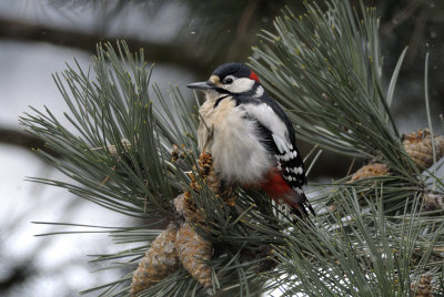 Great Spotted Woodpecker (Tendrocopos Major)
