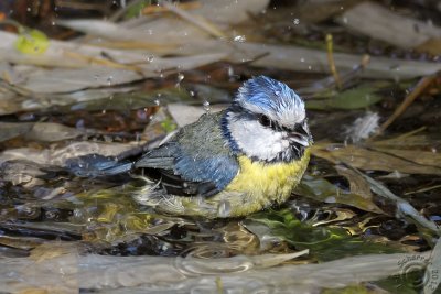 Eurasian Blue Tit (Cyanistes Caeruleus)