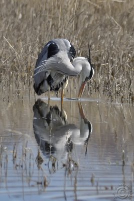 Grey heron (Ardea cinerea)