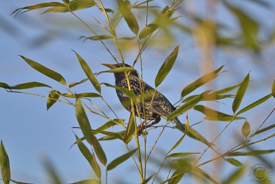 Common starling (Sturnus vulgaris)