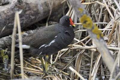 Common Moorhen 2 (Gallinula chloropus chloropus)