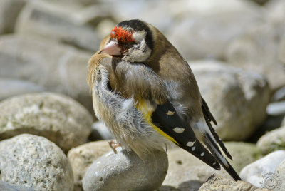 European Goldfinch (Carduelis carduelis)