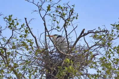 Grey heron (Ardea cinerea) nesting